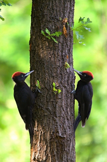 hra na schovávačku...