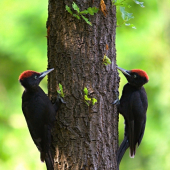 hra na schovávačku...