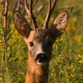 srnec pri západe slnka...