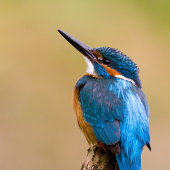 Rybárik riečny samček