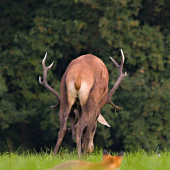 odvážne líšča...