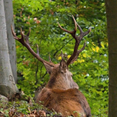jeleň na ležovisku...