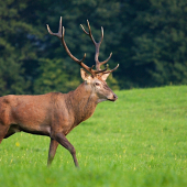 prišiel si ma obzrieť...