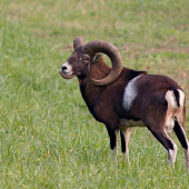muflon...