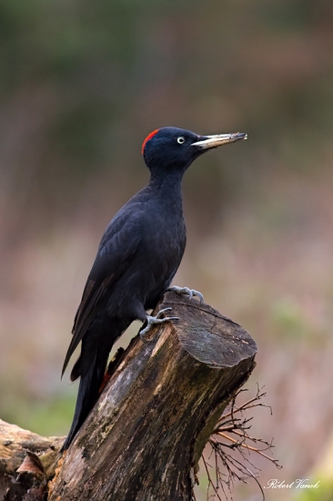 Ďateľ čierny samica...