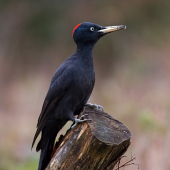 Ďateľ čierny samica...