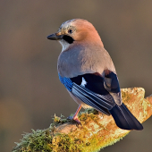 v ranných lúčoch...