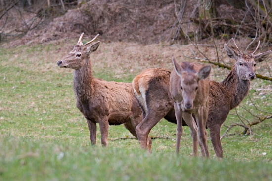 veľkonočni junáci...