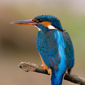 samička rybárika riečneho...