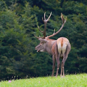pekne sa tá ruja rozbieha...