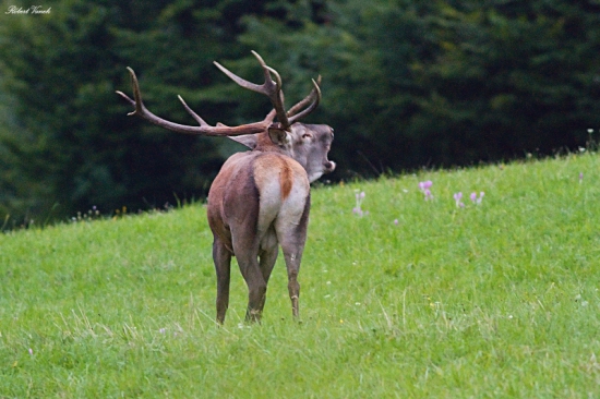ruja 2015