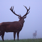 strážca svojej družky...