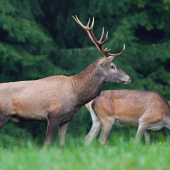 jeleň...