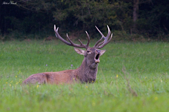 unavený, ale spokojne ručiaci...