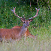 spokojne sa pasúci...