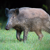 po bahennom kúpeli...