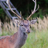 prišiel si ma obzrieť...
