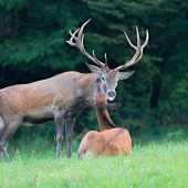 čas jelenej lásky...