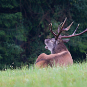ručiaci starší pán...