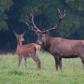 jeleň zo sychravého rána...