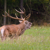 pevne na svojom tróne...