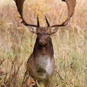 prišiel si ma obzrieť...