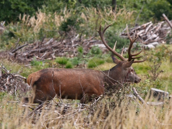 poznačený súbojom