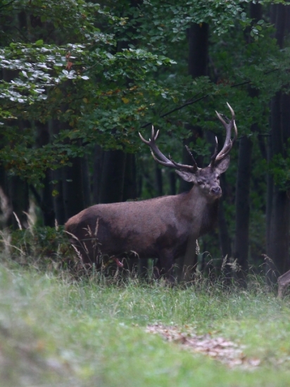 ...koľko môže mať rokov?