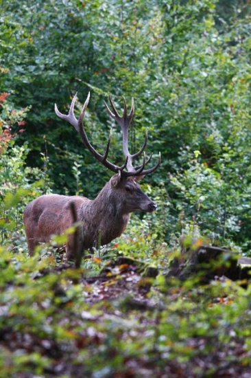 nepravidelný 14-torák