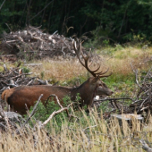ruja 2010