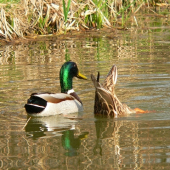 už ťa nechcem ani vidieť
