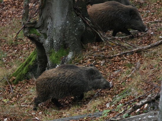 ...mama počkaj už ideme