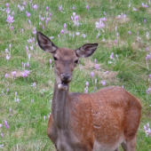 ...neviem čo mi chce povedať