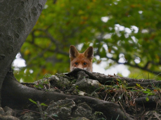 ...tak tá ma ale prekukla