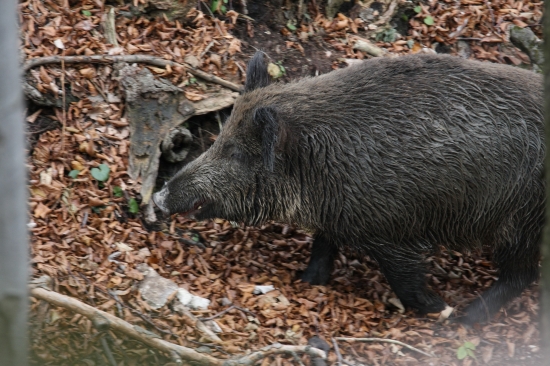 ...prišla mi zúbky ukázať
