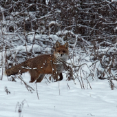 líštička kmotrička