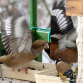 súboj aj s rozhodcom