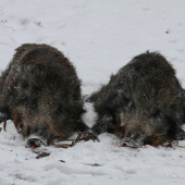 otcov dnešný úlovok
