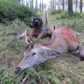 Na sklonku říje...