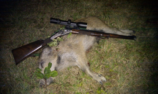 POZOR!!! Puma americka na Myjavských kopaniciach