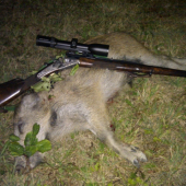 POZOR!!! Puma americka na Myjavských kopaniciach