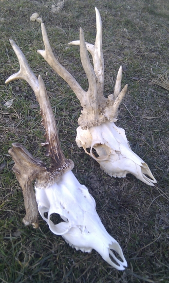 A ide sa na chovateľskú prehliadku