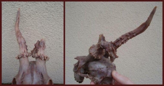 V nedeľu ráno som U Dingov nedral baganče nadarmo ... (úhyn)