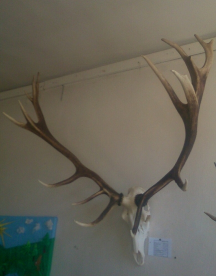 Zlaty z CHP STROPKOV