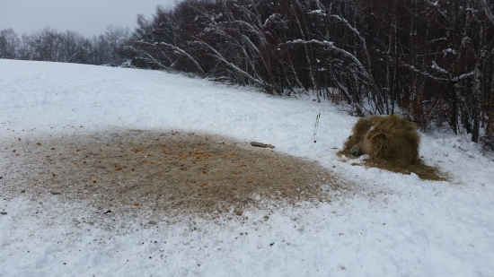 DNEŠNÉ PRIKRMOVANIE