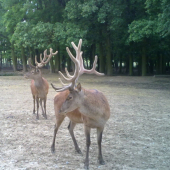 fesaci na obchôdzke