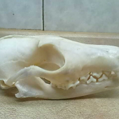 lišičiak foto-id 89092