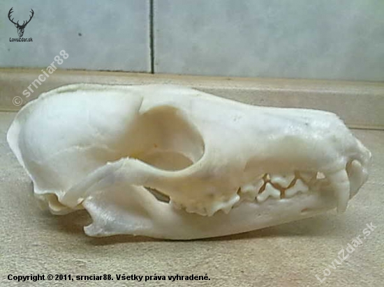 lišičiak foto-id 89092