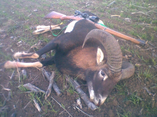 muflon/8x57 JR