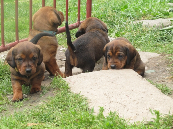 To je paráda, už aj bránku si vieme otvoriť!